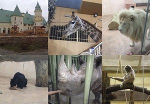 Стоит ли ехать осенью и зимой в зоопарк "12 месяцев" недалеко от Киева: отзывы, цены, график работы