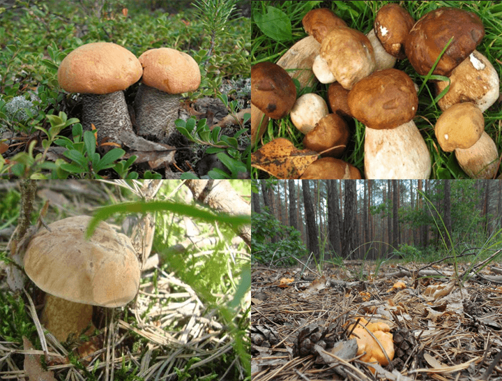Какие грибы растут на Шацких озерах?