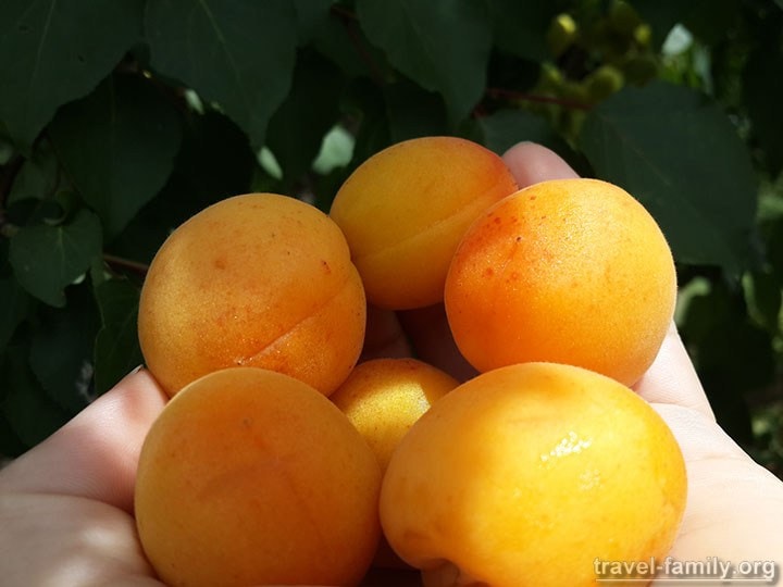 Абрикосы фото: Наш абрикосовый рай этим летом :)
