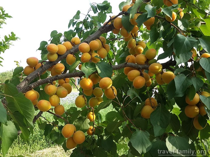 Фото вкусных абрикос: Наш абрикосовый рай этим летом :)