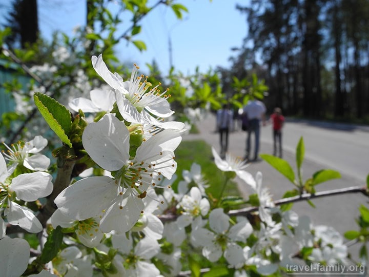 Весна в Ирпене и цветущая красота