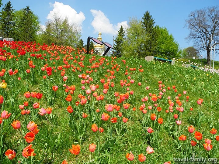 Тюльпаны на Певческом поле в Киеве