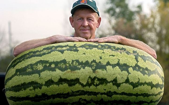 7 интересны фактов об арбузах: Самый большой арбуз в мире