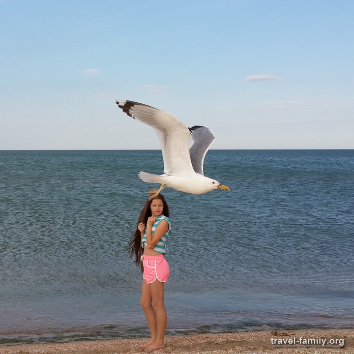 Арабатская стрелка: случайный кадр на пляже с птицей