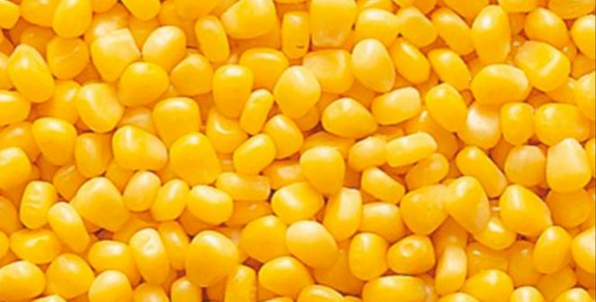 7 интересных фактов о кукурузе