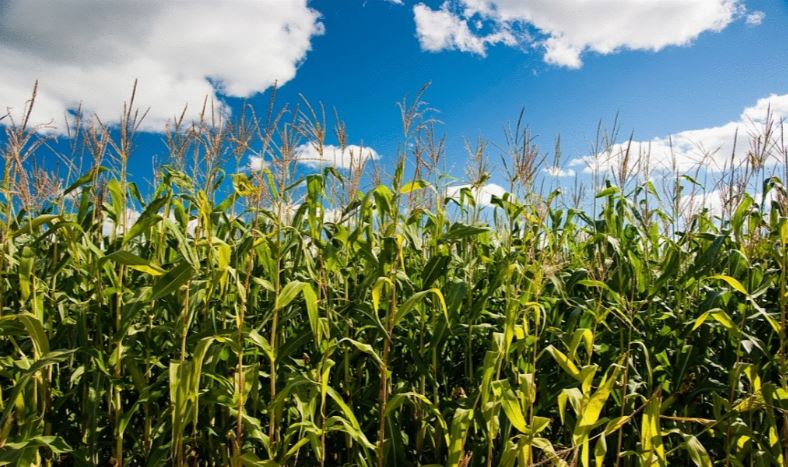 7 интересных фактов о кукурузе