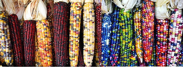 7 интересных фактов о кукурузе: кукуруза разных цветов