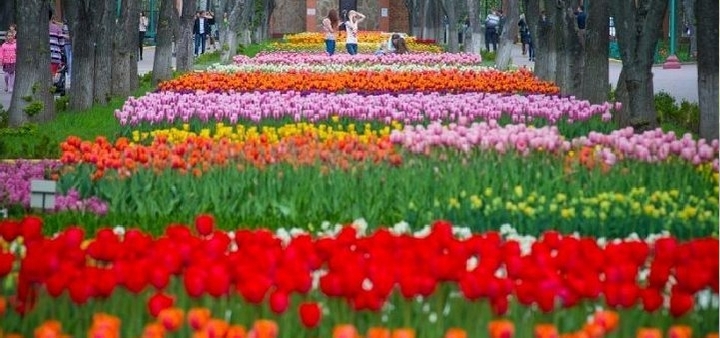Куда поехать на майские праздники - цветение тюльпанов