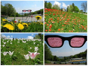 Прогулка на Певческом поле 2015: розовые очки и тюльпаны