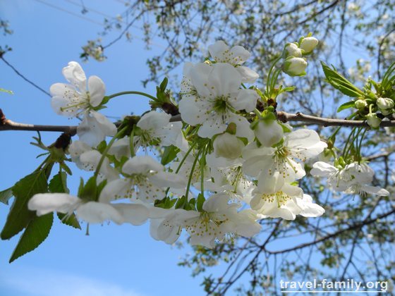 На Херсонщине цветут вишни