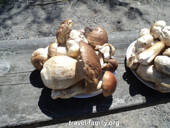 Такие грибы выросли в Карпатах