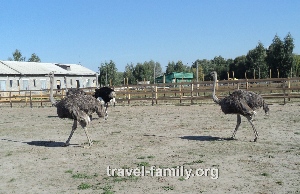 Как мы ездили на Ясногородскую страусиную ферму