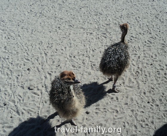 Ясногородская страусиная ферма: маленькие страусята