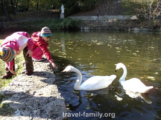 Дети с удовольствием кормят лебедей