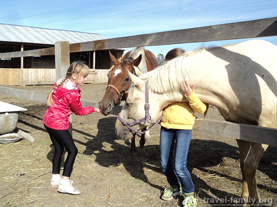 Прогулки на лошадях по Житомирской трассе под Киевом: Дети кормят лошадей
