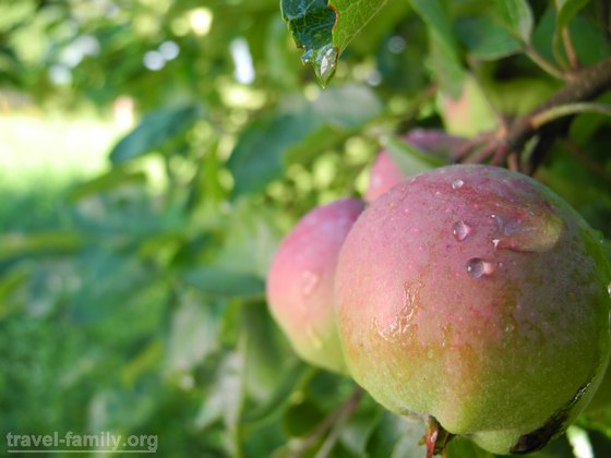 Яблоки в саду с утренней росой 