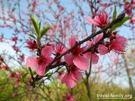 На Херсонщине цветет персик