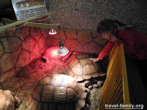 крокодиляриум: Маринка гладит черепахи