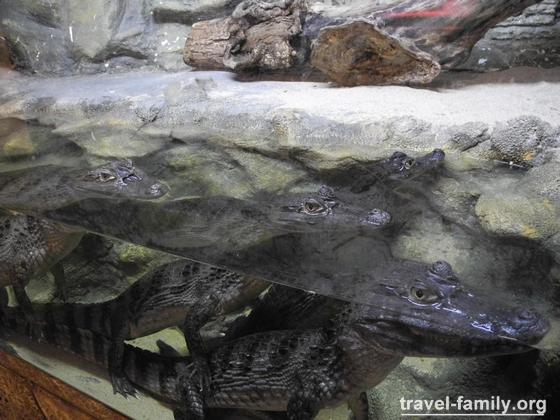 Что посмотреть в Ялте с детьми: Крокодиляриум