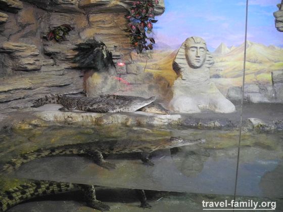 Крокодиляриум в Ялте: крокодилы Нила