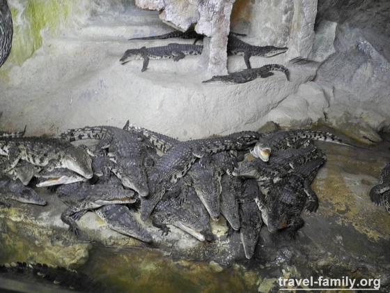 В "Крокодиляриуме" много разных крокодилов и кродильчиков