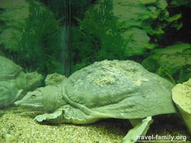 Крокодиляриум в Ялте: черепаха