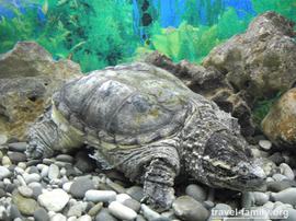 Крокодиляриум в Ялте: черепаха