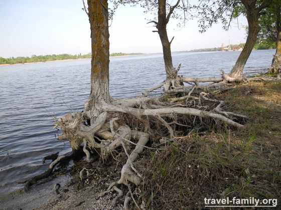 Деревья с необычными корнями на берегу Днепра