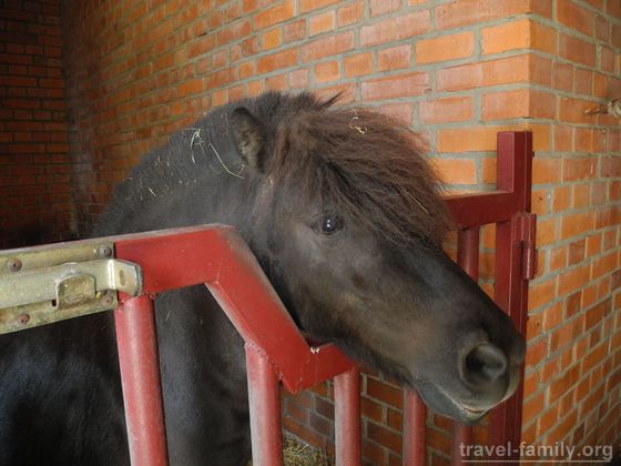 Отдых в киевской области: покататься на пони