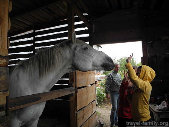 Прогулки на лошадях недалеко от Киева и Бородянки: в домашней конюшней Валькирия