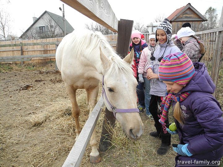 Детский день рождение c лошадьми под Киевом