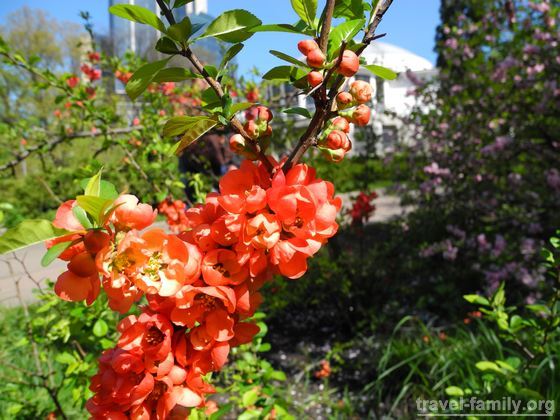 Ботанические сады Киева: Красивые цветочки в ботсаду Фомина фото