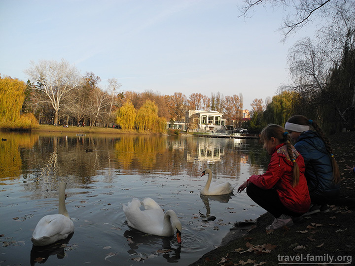 Лебеди в Киеве: прогулка на ВДНХ 2014
