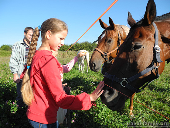 Активный отдых в Житомирской области: Знакомимся и кормим лошадей