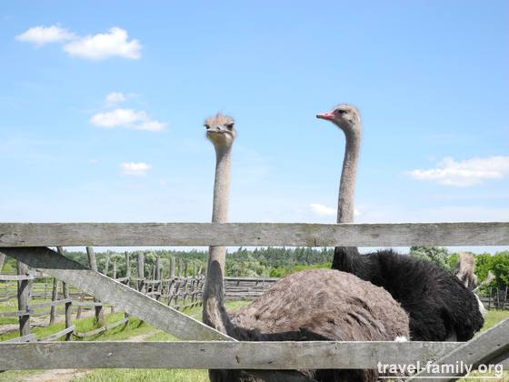 Что посмотреть в Ракитнянском районе - о Синявской страусиной ферме