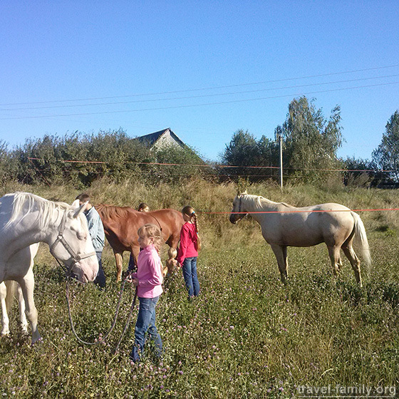 Активный отдых с лошадьми и обучение верховой езде в Житомирской области недалеко от Киева