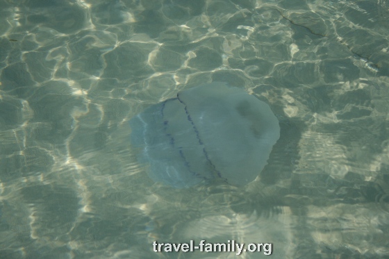 медузы - жители моря