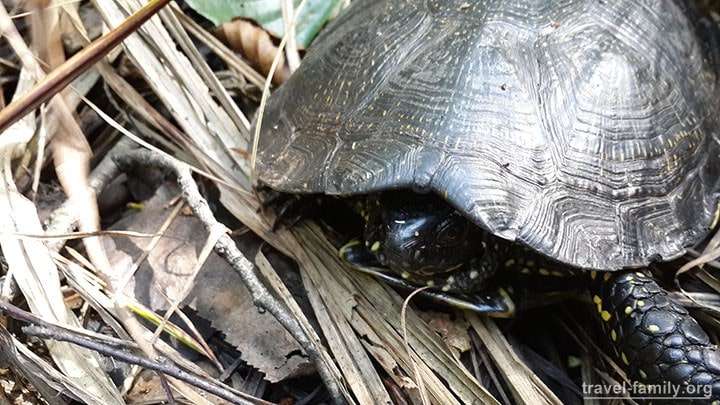 Отдых на Пулемецком озере: повстречали черепаху в лесу